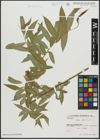 Foto von Salix alba L.